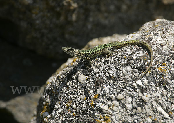 Spanische Mauereidechse (Podarcis hispanica)