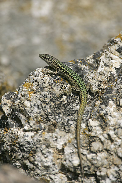 Spanische Mauereidechse (Podarcis hispanica)