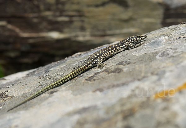 Spanische Mauereidechse (Podarcis hispanica)