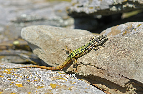 Spanische Mauereidechse (Podarcis hispanica)