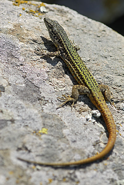 Spanische Mauereidechse (Podarcis hispanica)