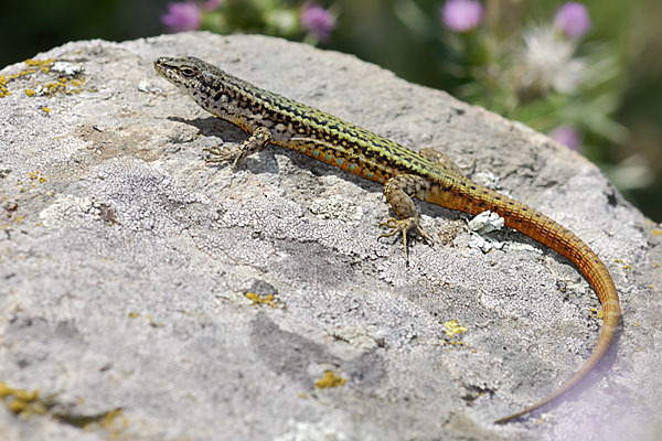 Spanische Mauereidechse (Podarcis hispanica)