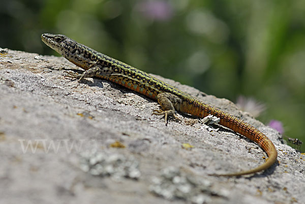 Spanische Mauereidechse (Podarcis hispanica)