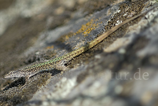 Spanische Mauereidechse (Podarcis hispanica)