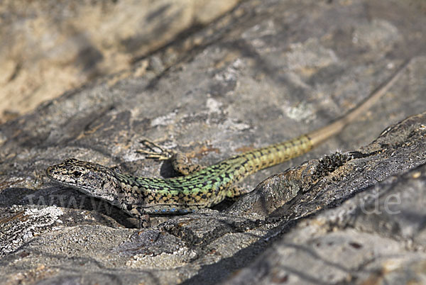 Spanische Mauereidechse (Podarcis hispanica)