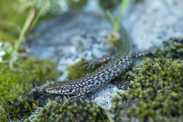 Spanische Mauereidechse (Podarcis hispanica)