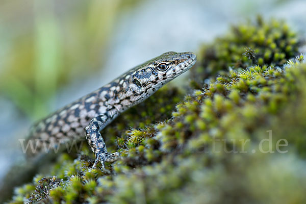 Spanische Mauereidechse (Podarcis hispanica)