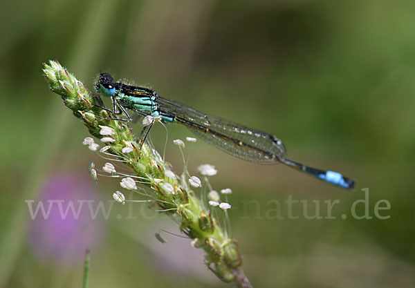 Spanische Pechlibelle (Ischnura graellsii)