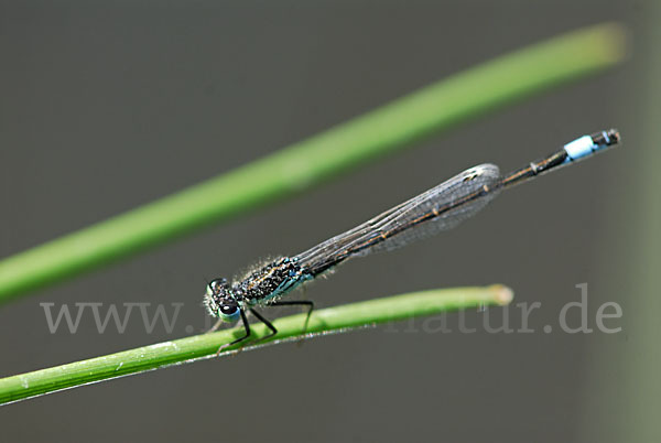 Spanische Pechlibelle (Ischnura graellsii)