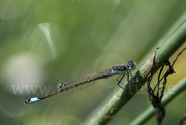 Spanische Pechlibelle (Ischnura graellsii)