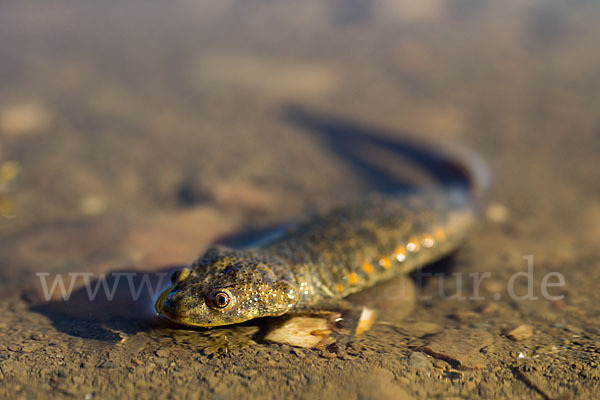 Spanische Rippenmolch (Pleurodeles waltl)