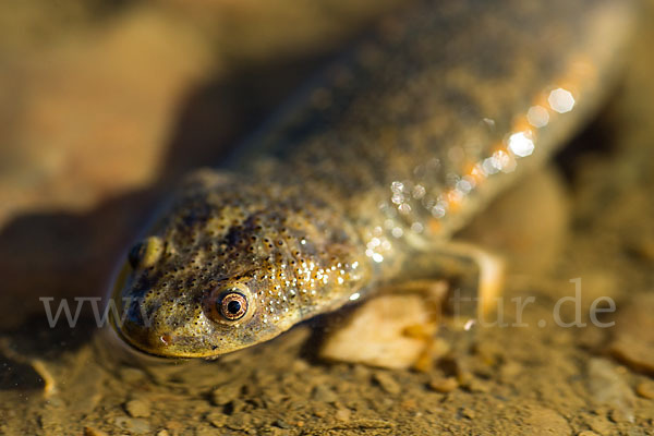 Spanische Rippenmolch (Pleurodeles waltl)