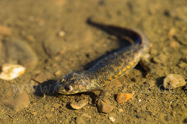 Spanische Rippenmolch (Pleurodeles waltl)