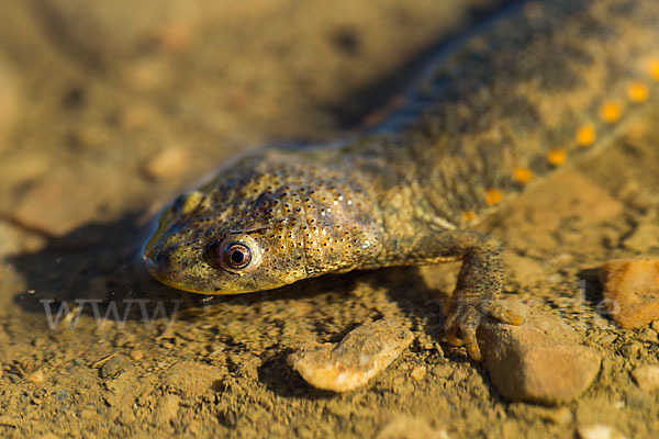 Spanische Rippenmolch (Pleurodeles waltl)