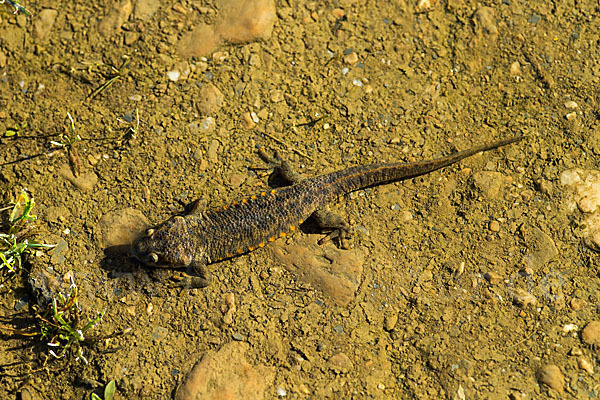 Spanische Rippenmolch (Pleurodeles waltl)