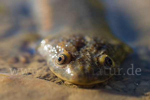 Spanische Rippenmolch (Pleurodeles waltl)