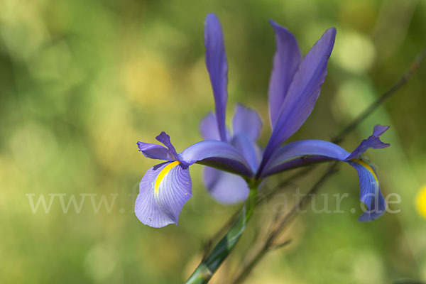 Spanische Schwertlilie (Iris xiphium)