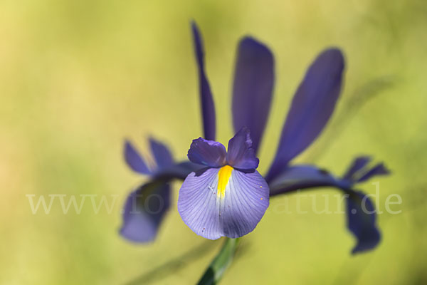 Spanische Schwertlilie (Iris xiphium)