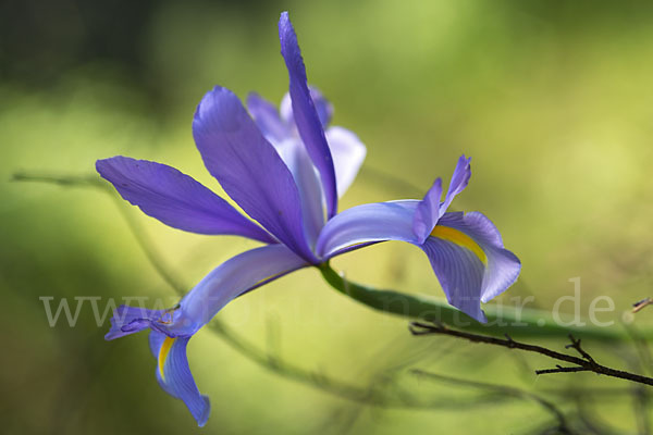 Spanische Schwertlilie (Iris xiphium)