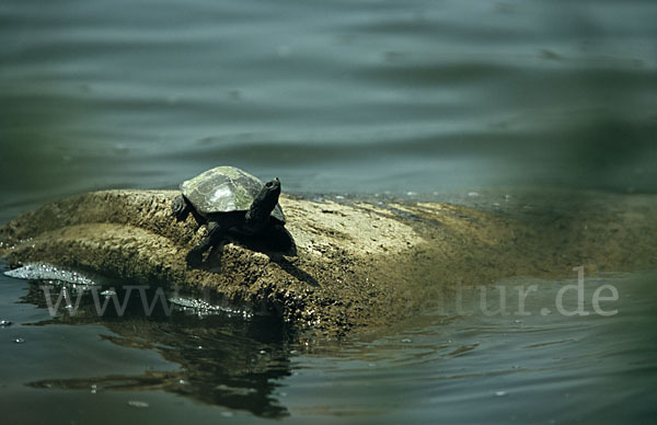 Spanische Wasserschildkröte (Mauremys leprosa)