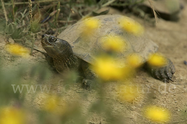 Spanische Wasserschildkröte (Mauremys leprosa)