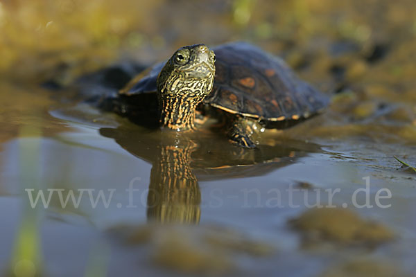 Spanische Wasserschildkröte (Mauremys leprosa)