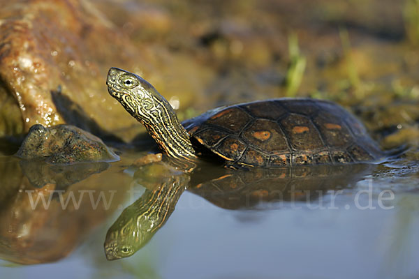 Spanische Wasserschildkröte (Mauremys leprosa)