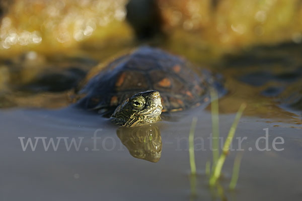 Spanische Wasserschildkröte (Mauremys leprosa)