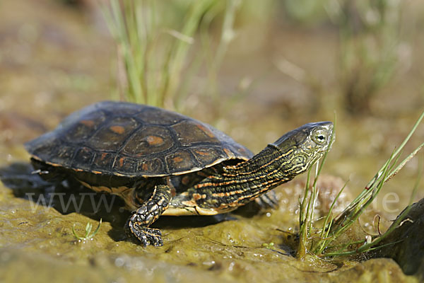 Spanische Wasserschildkröte (Mauremys leprosa)