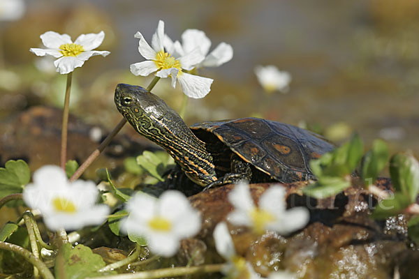 Spanische Wasserschildkröte (Mauremys leprosa)