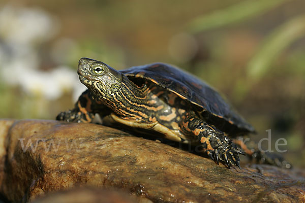 Spanische Wasserschildkröte (Mauremys leprosa)