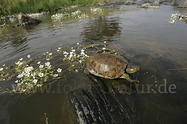 Spanische Wasserschildkröte (Mauremys leprosa)