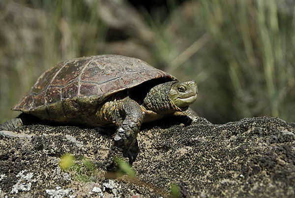 Spanische Wasserschildkröte (Mauremys leprosa)