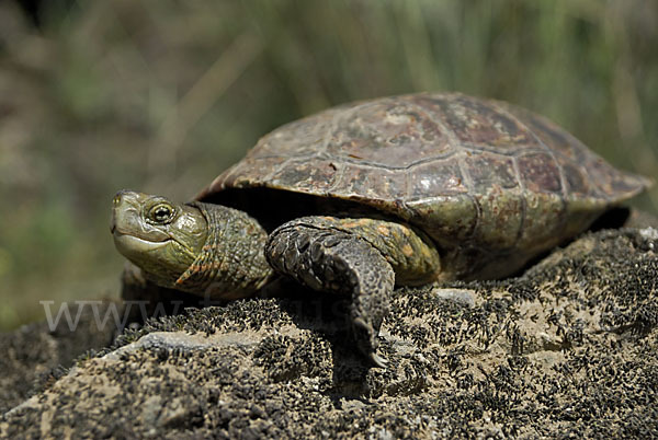 Spanische Wasserschildkröte (Mauremys leprosa)