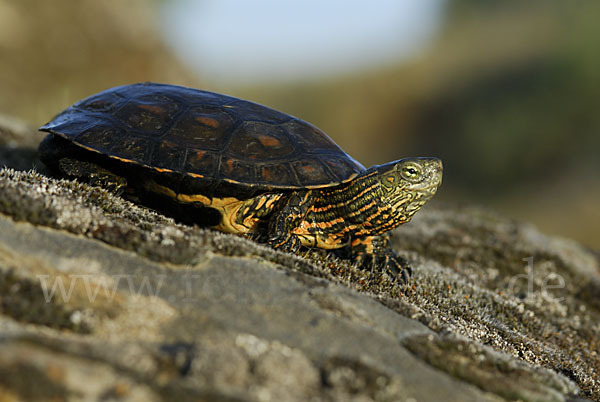 Spanische Wasserschildkröte (Mauremys leprosa)