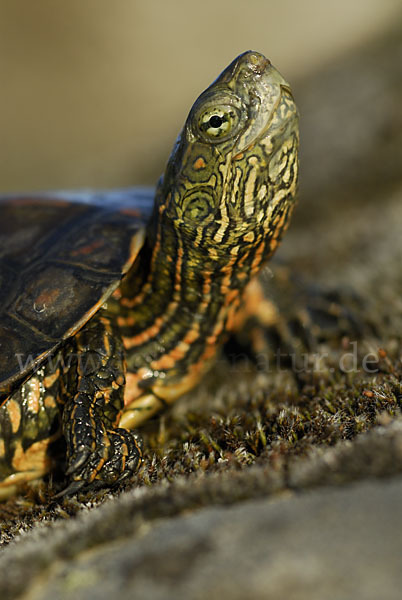 Spanische Wasserschildkröte (Mauremys leprosa)