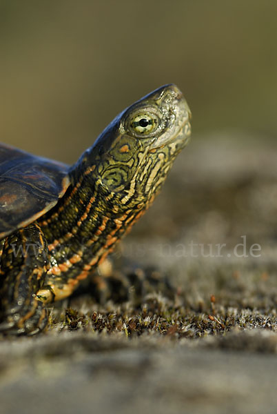 Spanische Wasserschildkröte (Mauremys leprosa)