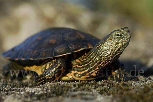 Spanische Wasserschildkröte (Mauremys leprosa)