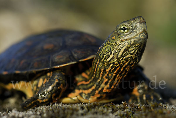 Spanische Wasserschildkröte (Mauremys leprosa)