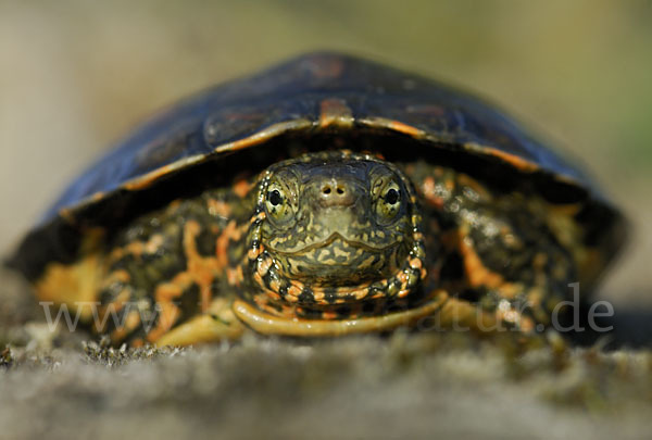 Spanische Wasserschildkröte (Mauremys leprosa)