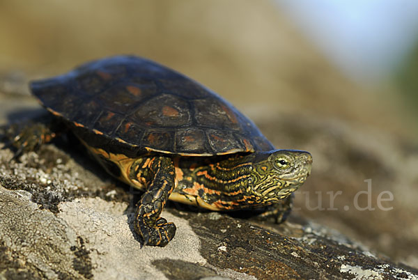 Spanische Wasserschildkröte (Mauremys leprosa)