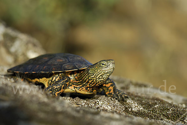 Spanische Wasserschildkröte (Mauremys leprosa)