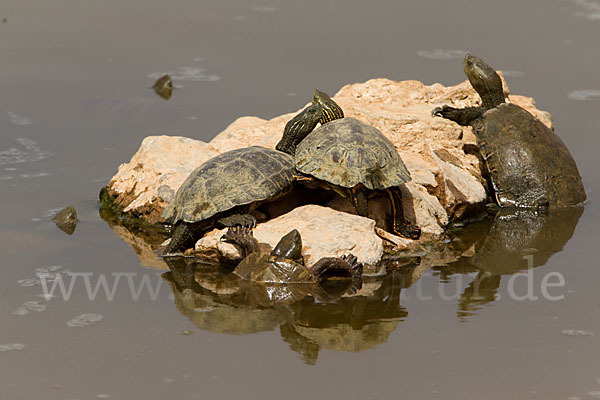 Spanische Wasserschildkröte (Mauremys leprosa)