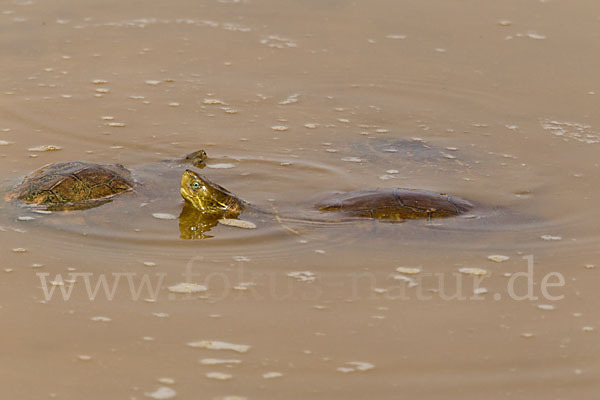 Spanische Wasserschildkröte (Mauremys leprosa)