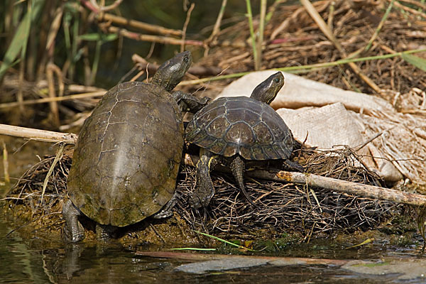 Spanische Wasserschildkröte (Mauremys leprosa)