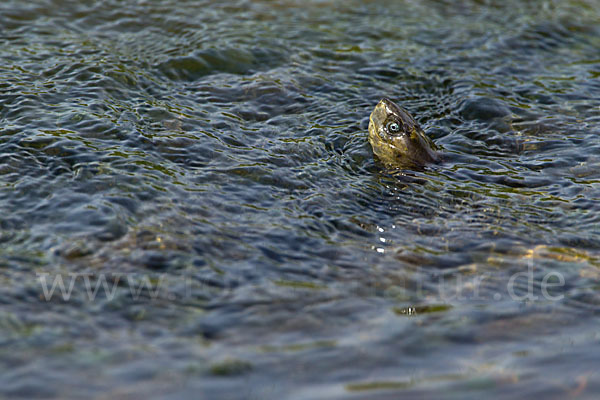 Spanische Wasserschildkröte (Mauremys leprosa)