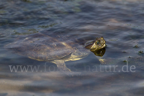 Spanische Wasserschildkröte (Mauremys leprosa)