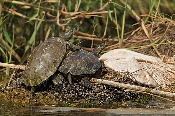 Spanische Wasserschildkröte (Mauremys leprosa)