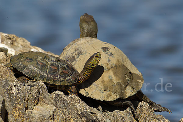 Spanische Wasserschildkröte (Mauremys leprosa)