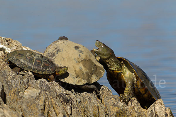 Spanische Wasserschildkröte (Mauremys leprosa)